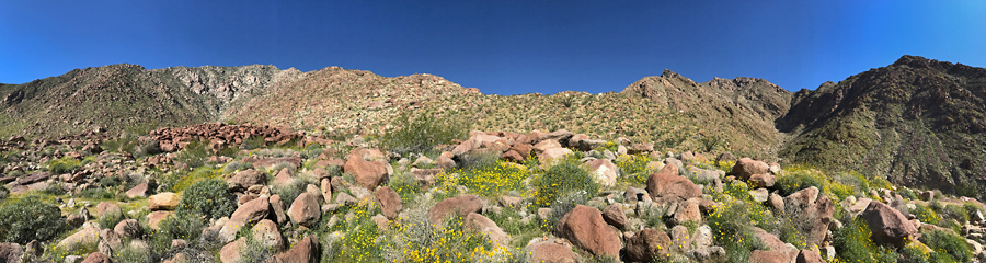 Palm Canyon at Anza-Borrego SP in CA