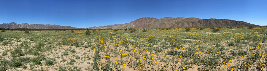 Henderson Canyon at Anza-Borrego SP in CA