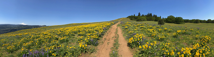 Old Ranch Road at Columbia River Gorge in WA