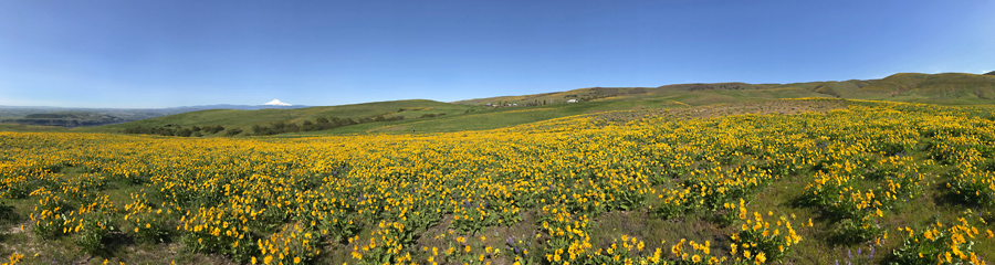 Dalles Mountain Ranch at Columbia River Gorge in WA