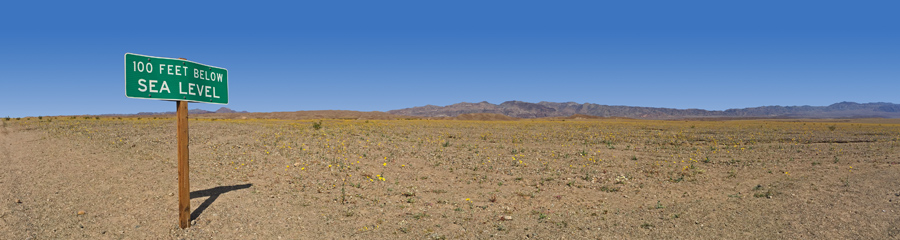 Wildflowers at Death Valley NP in CA