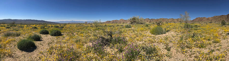 Cottonwood Spring at Joshua Tree NP in CA