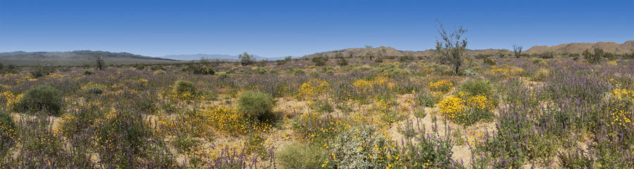 Cottonwood Spring at Joshua Tree NP in CA