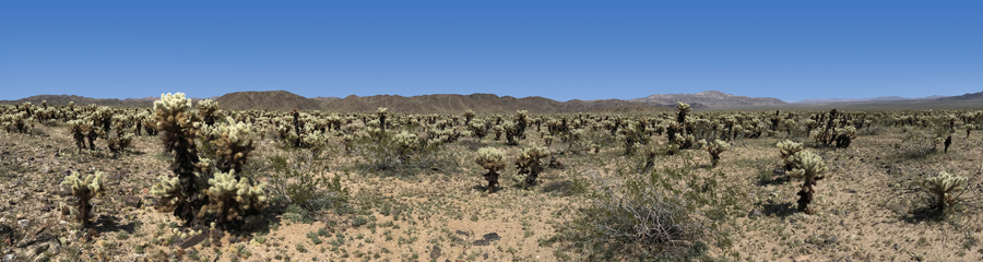 Cholla Cactus Garden at Joshua Tree NP in CA