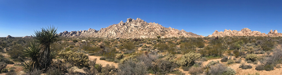 Mojave National Preserve in CA