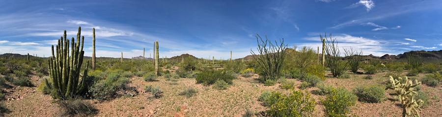 Organ Pipe Cactus NM in AZ