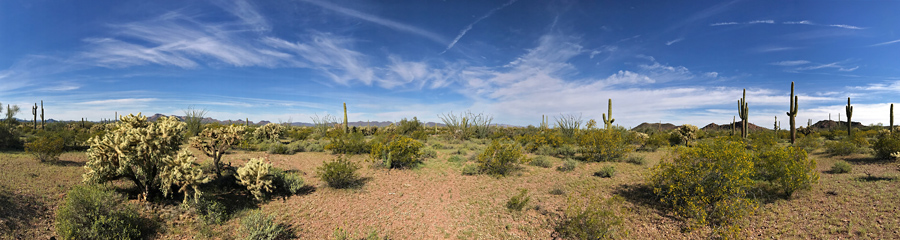 Organ Pipe Cactus NM in AZ