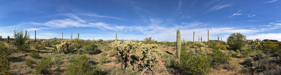 Organ Pipe Cactus NM in AZ