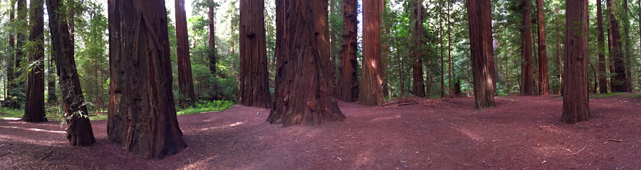 Redwood Forest in CA