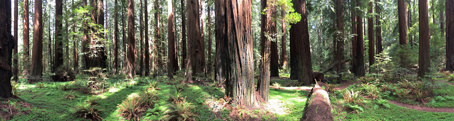 Redwood Forest in CA